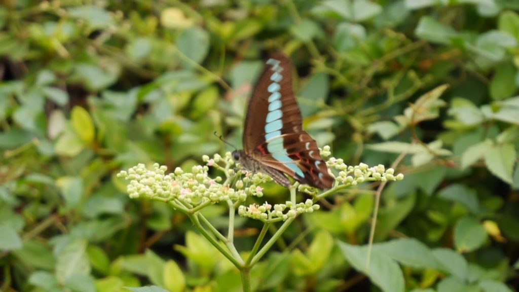 【東大理学部】生物学の世界をのぞいてみよう