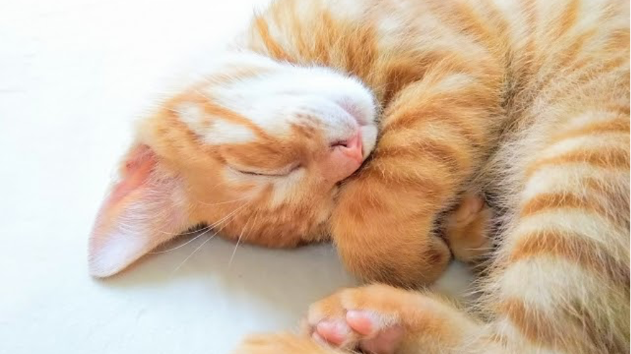 【東大生がやっていた】 睡眠との向き合い方